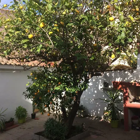Lemon Tree House